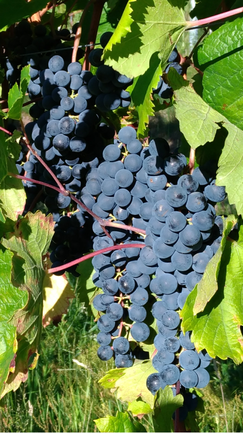Rotwein