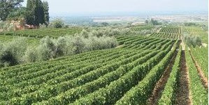 Bolgheri